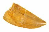 Serrated, Raptor Tooth - Real Dinosaur Tooth #297457-1
